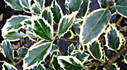 Ilex aquifolium 'Silver queen'