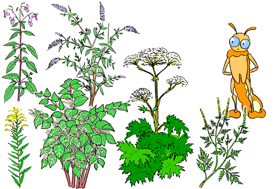 sechs der exotischen invasiven Pflanzen