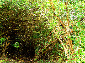 Arbre à papillons