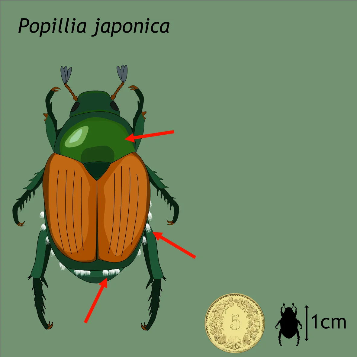Scarabée japonais