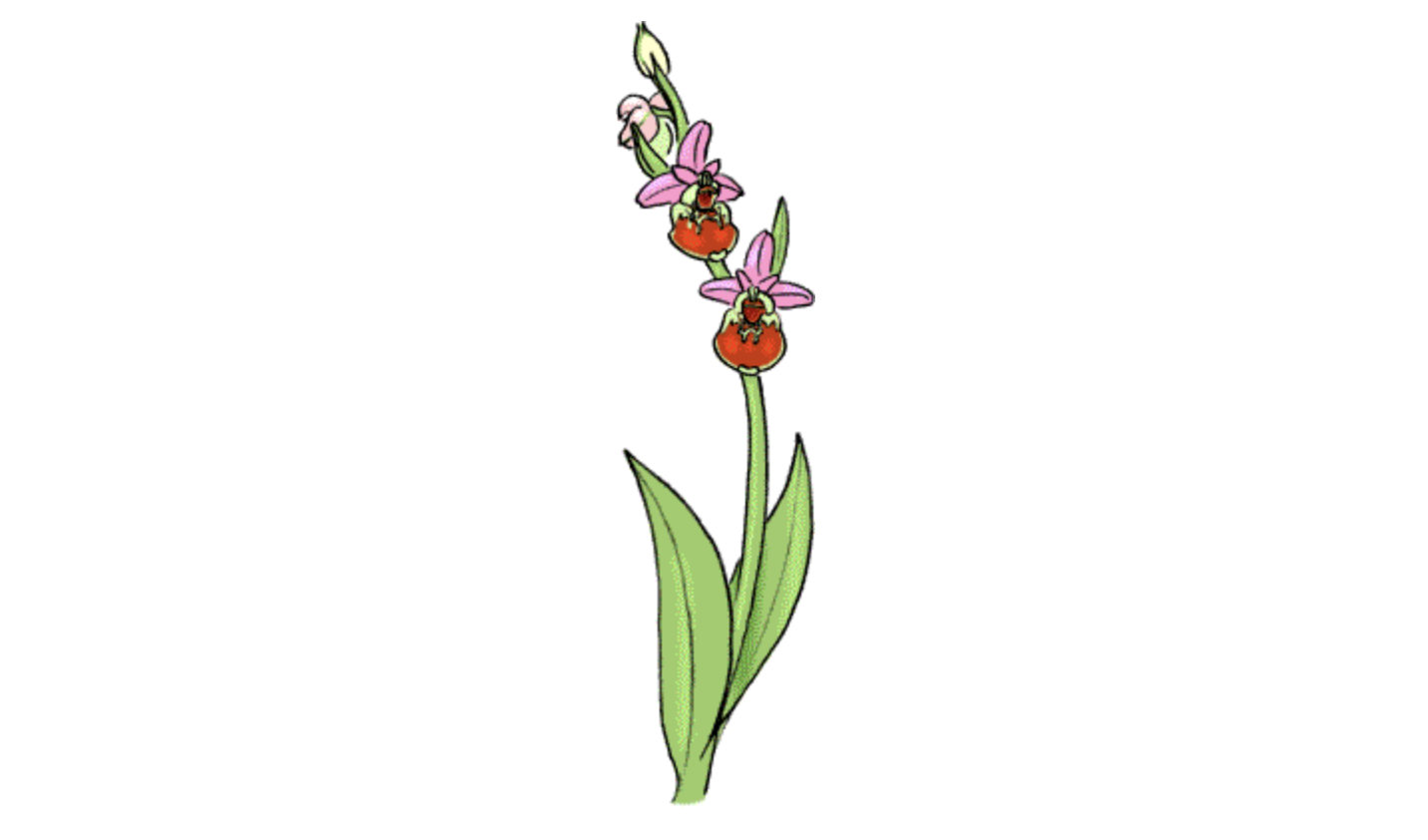 Einheimische, wild wachsende Orchideen