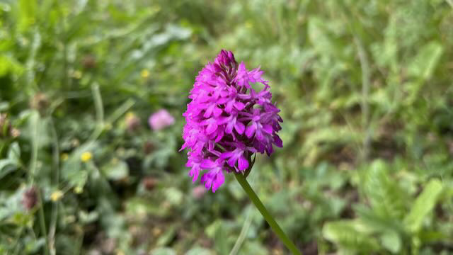 Wilde Orchideen können spontan in Gärten wachsen
