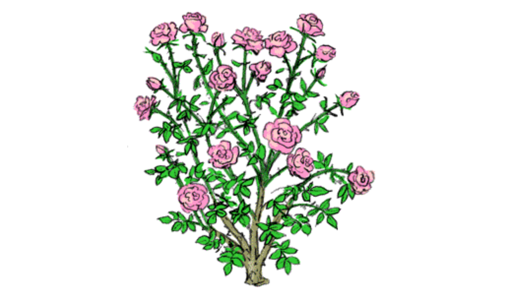 Rosen pflegen