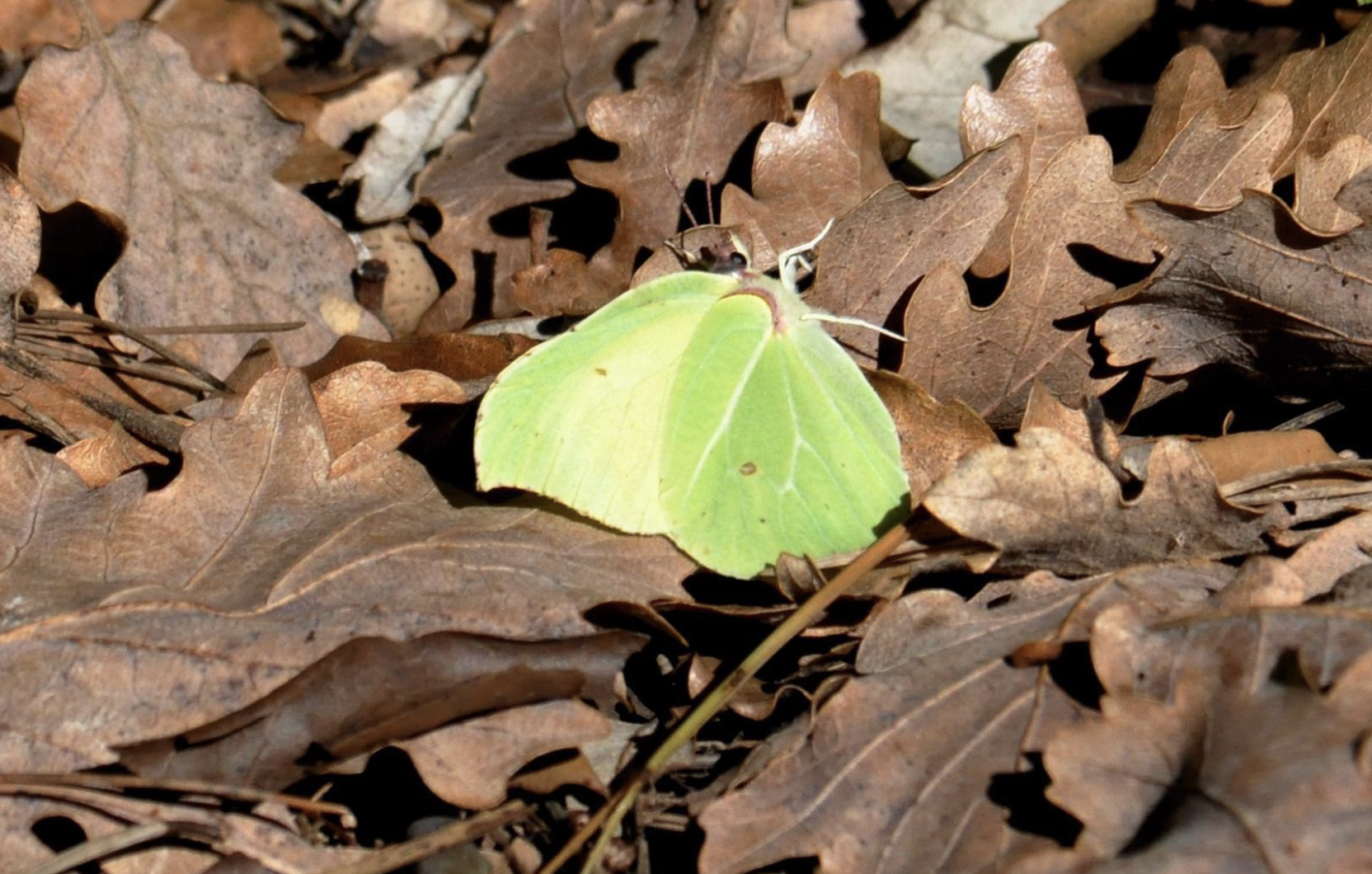papillon citron feuilles mortes